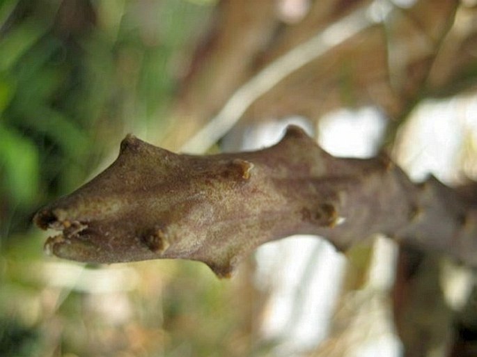 Ceropegia stapeliiformis