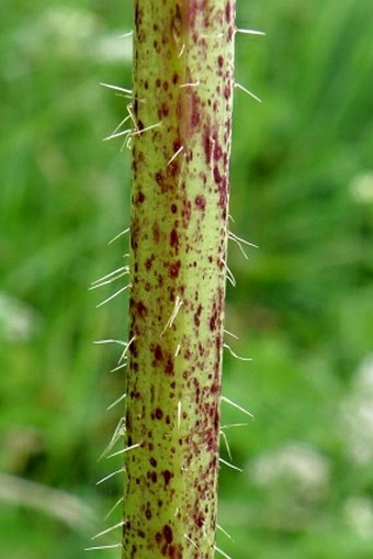 Chaerophyllum aureum