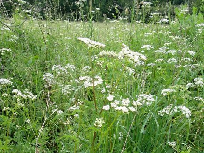 Chaerophyllum aureum