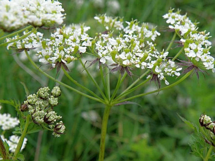 Chaerophyllum aureum