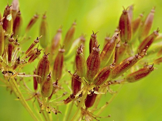 Chaerophyllum aureum