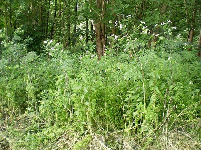 Chaerophyllum bulbosum