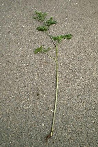 Chaerophyllum bulbosum