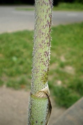 Chaerophyllum bulbosum