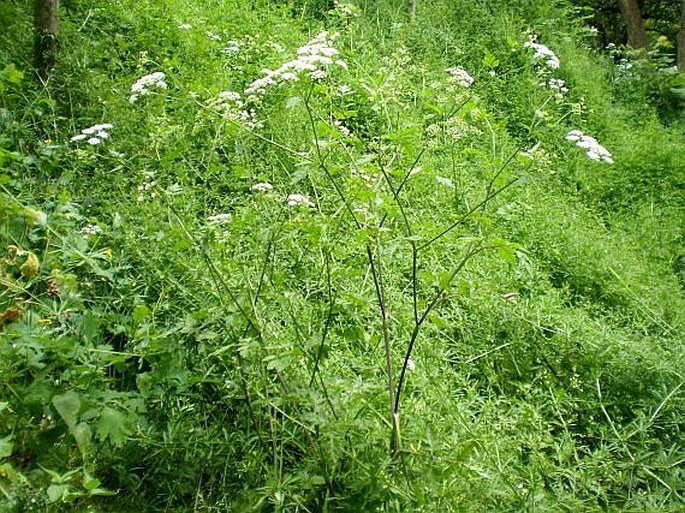 Chaerophyllum temulum