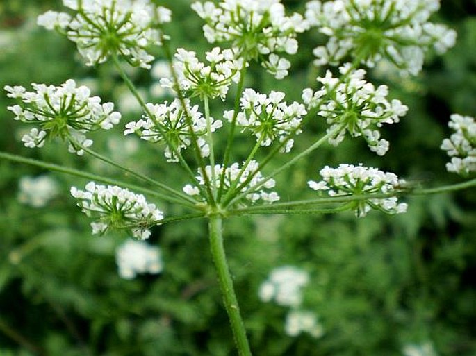 Chaerophyllum temulum