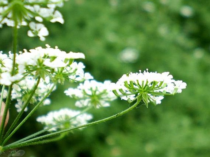 Chaerophyllum temulum