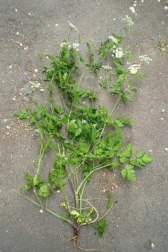 Chaerophyllum temulum