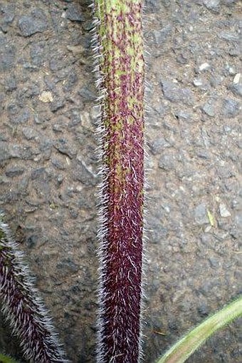 Chaerophyllum temulum