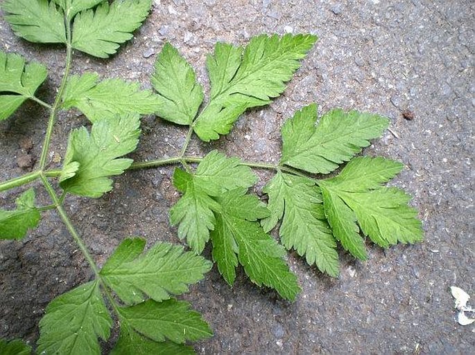 Chaerophyllum temulum