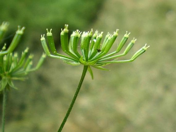 Chaerophyllum temulum