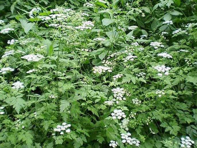 Chaerophyllum temulum