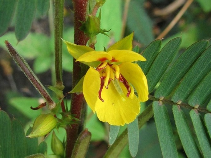 CHAMAECRISTA NICTITANS (L.) Moench