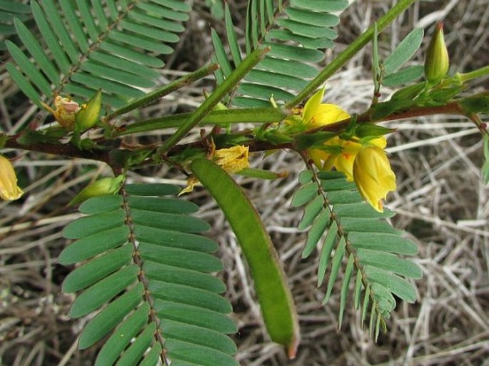 Chamaecrista nictitans