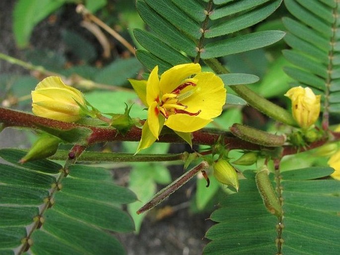 Chamaecrista nictitans