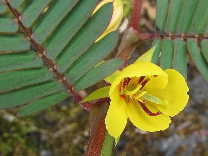 Chamaecrista nictitans