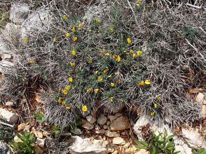 Chamaecytisus spinescens