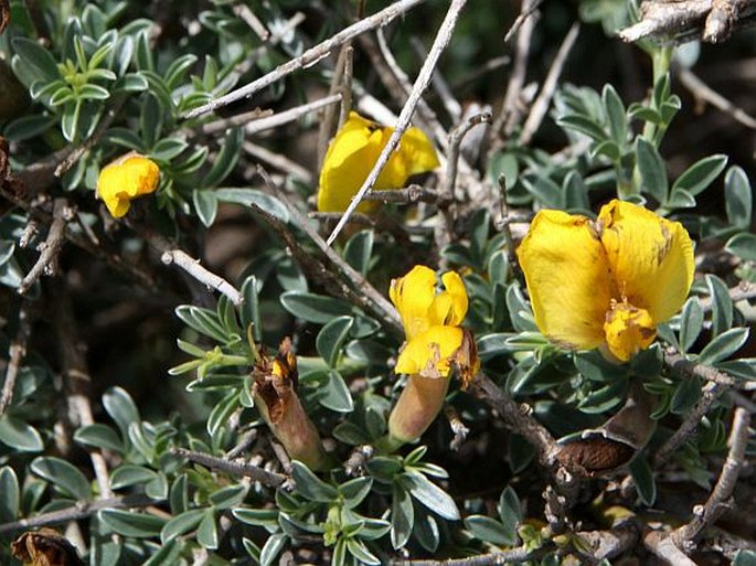 Chamaecytisus spinescens