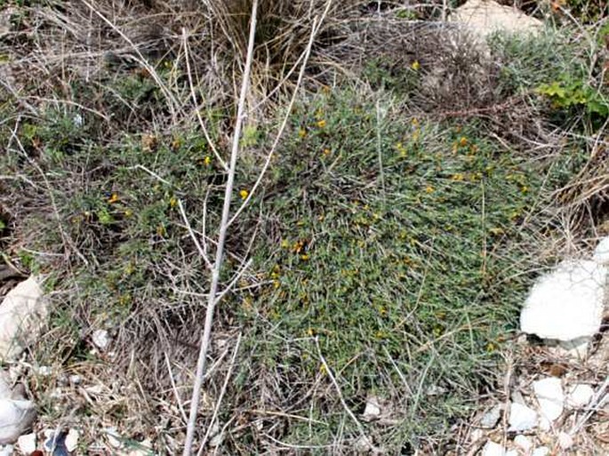 Chamaecytisus spinescens