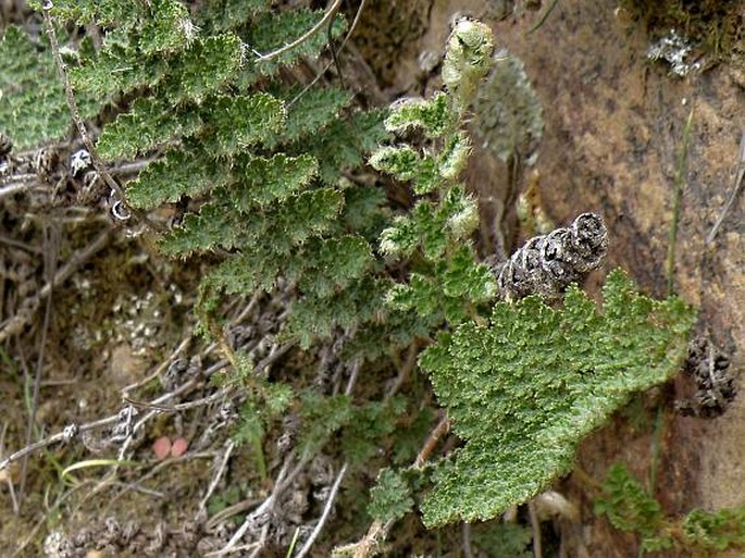 Cheilanthes hirta var. contracta