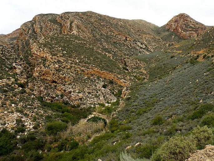 Cheilanthes hirta var. contracta