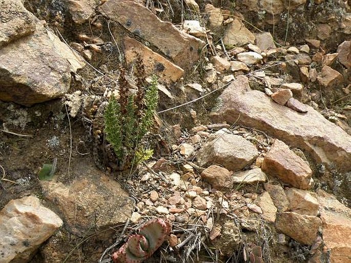 Cheilanthes hirta var. contracta