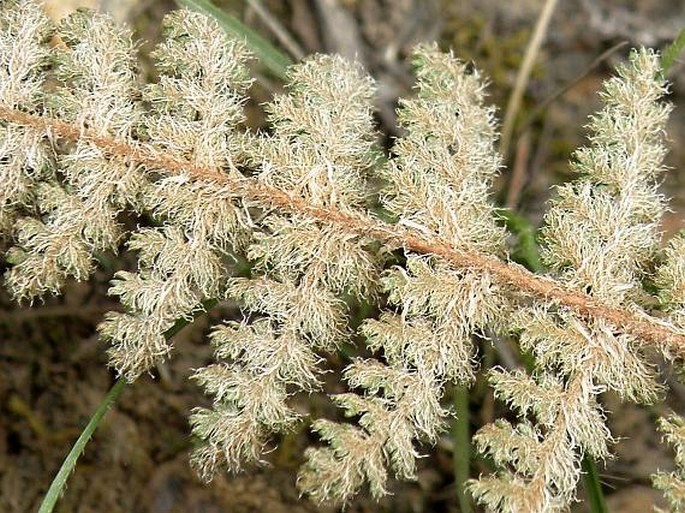 Cheilanthes hirta var. contracta