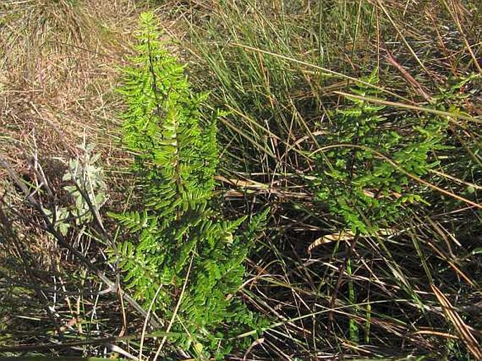 Cheilanthes quadripinnata