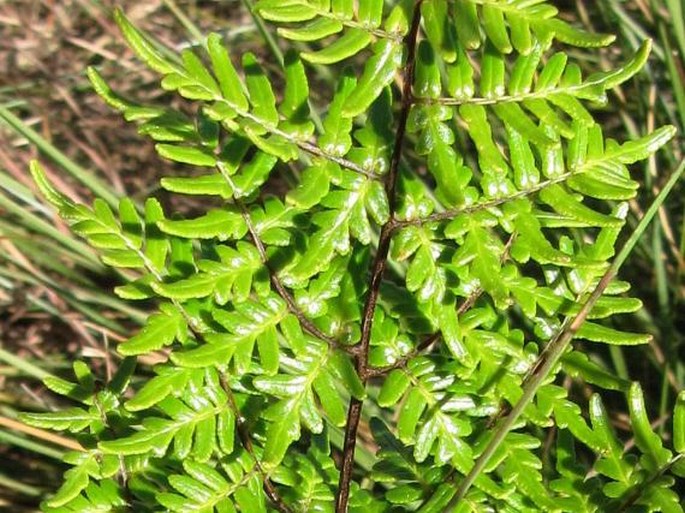 CHEILANTHES QUADRIPINNATA Kuhn