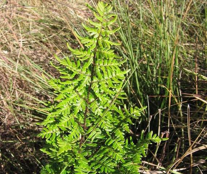 Cheilanthes quadripinnata