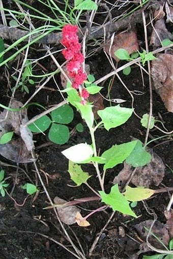 Chenopodium capitatum