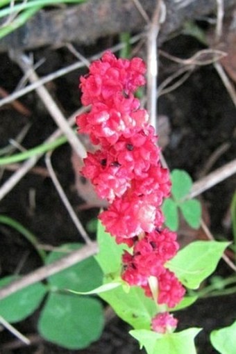 Chenopodium capitatum