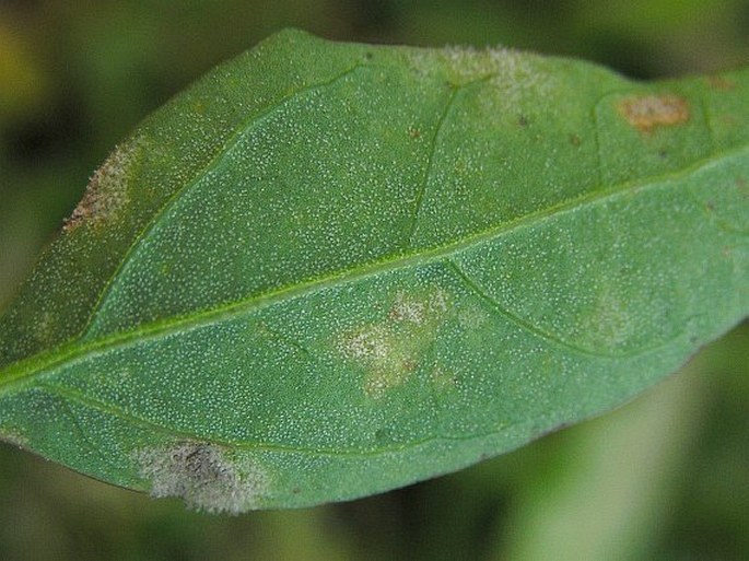 Chenopodium pedunculare