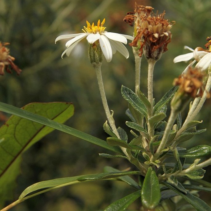 Chiliotrichum diffusum