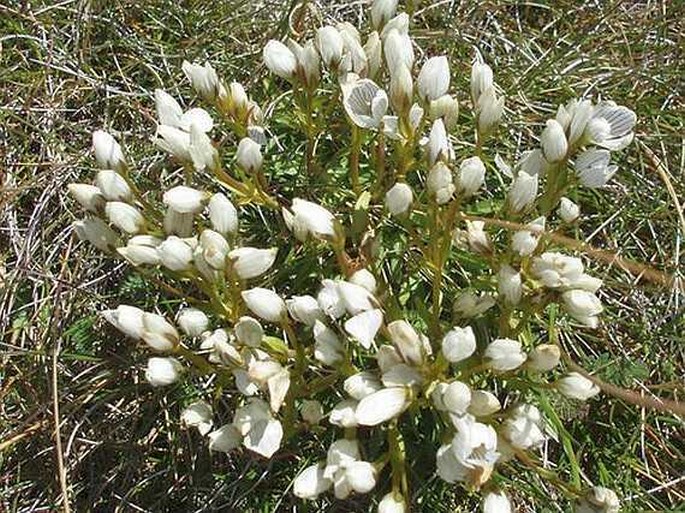 Gentianella muelleriana