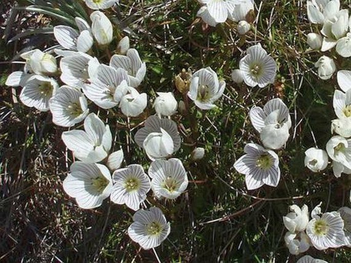 Gentianella muelleriana