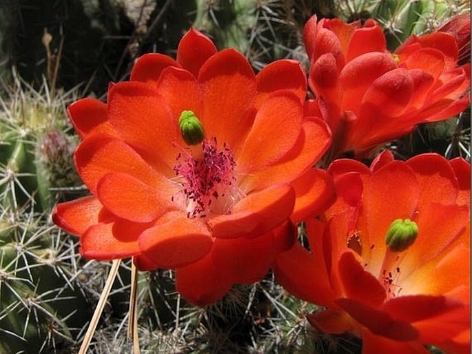 ECHINOCEREUS COCCINEUS Engelm.