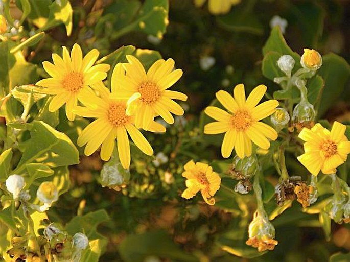 Chrysanthemoides monilifera