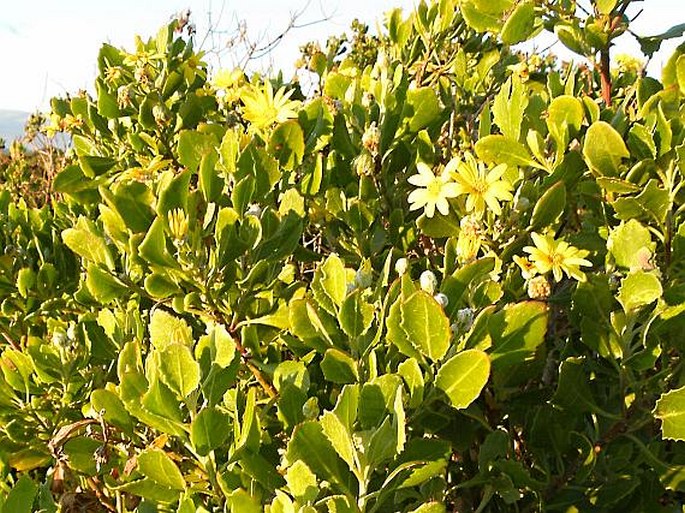 Chrysanthemoides monilifera