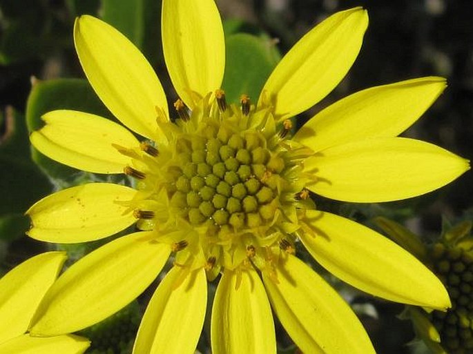 Chrysanthemoides monilifera