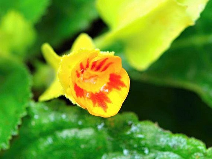 Chrysothemis friedrichsthaliana