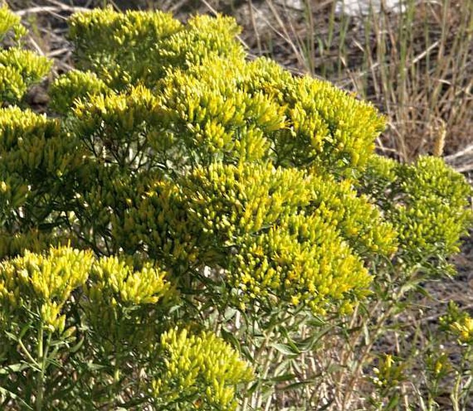 Chrysothamnus viscidiflorus