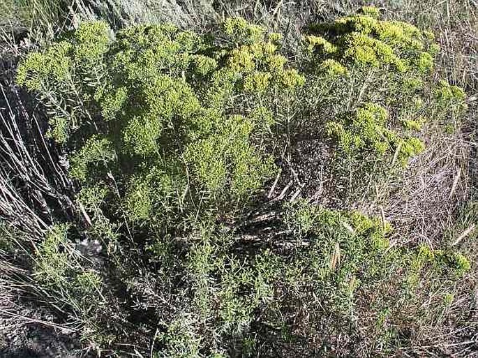 Chrysothamnus viscidiflorus