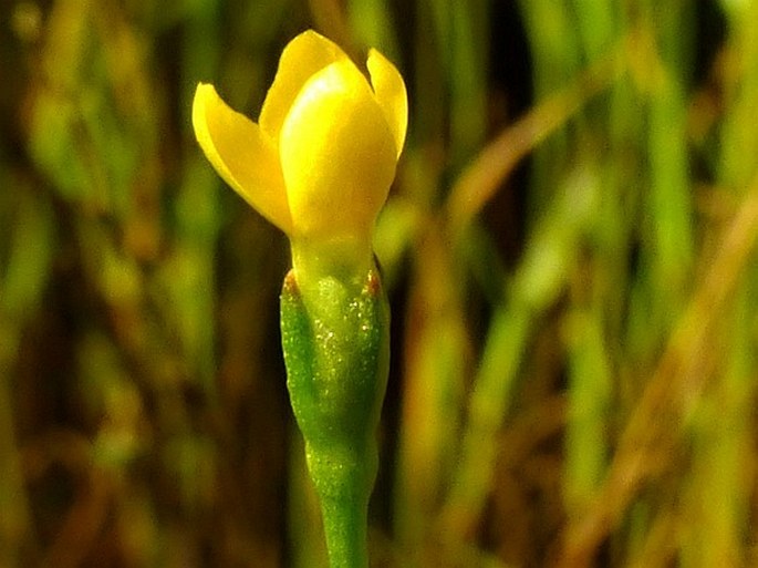 CICENDIA FILIFORMIS (L.) Delarbre