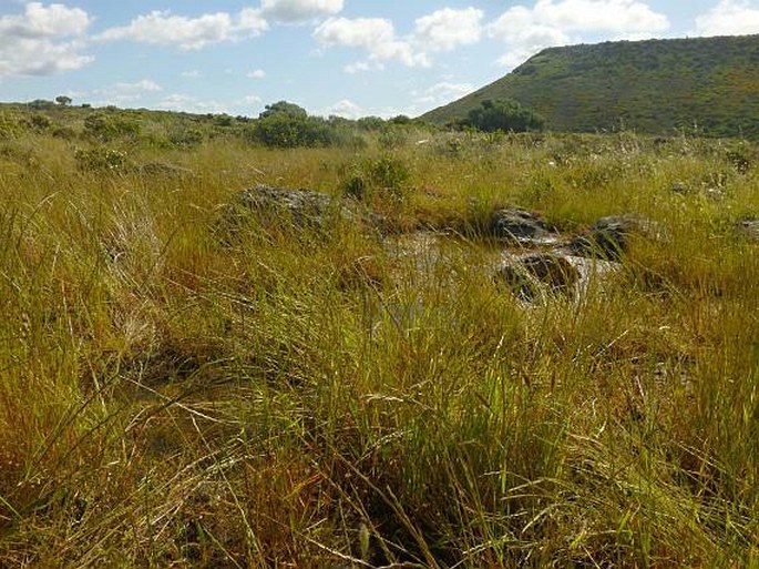 Cicendia filiformis