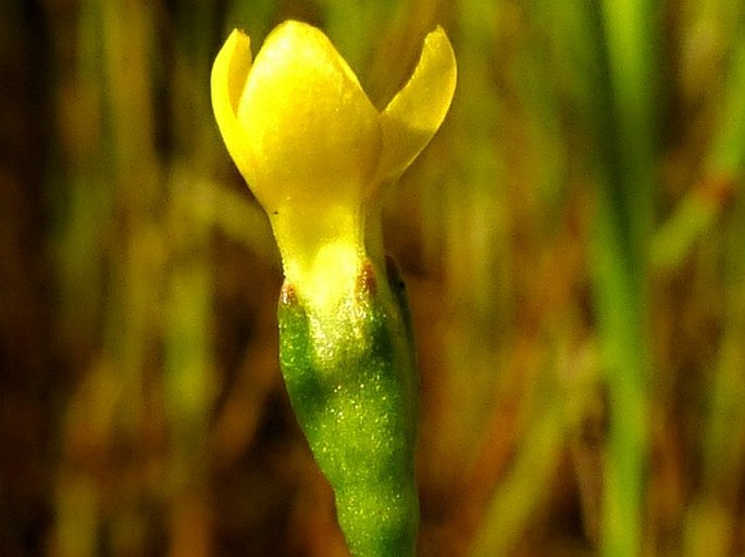 Cicendia filiformis