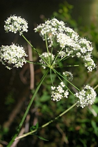 Cicuta douglasii