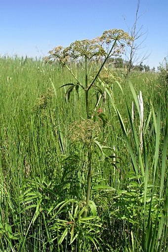 Cicuta maculata