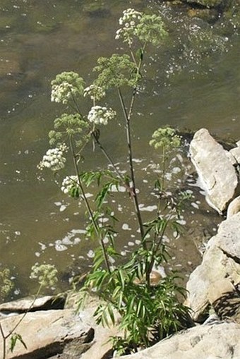 Cicuta maculata