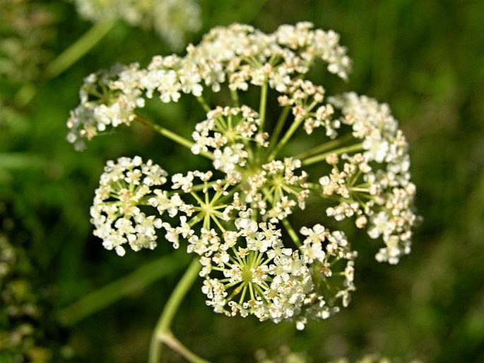 Cicuta maculata